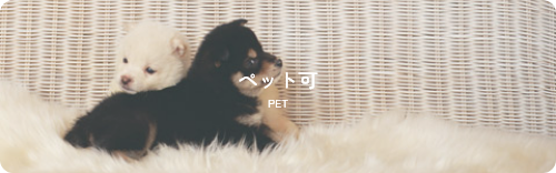 ペット可